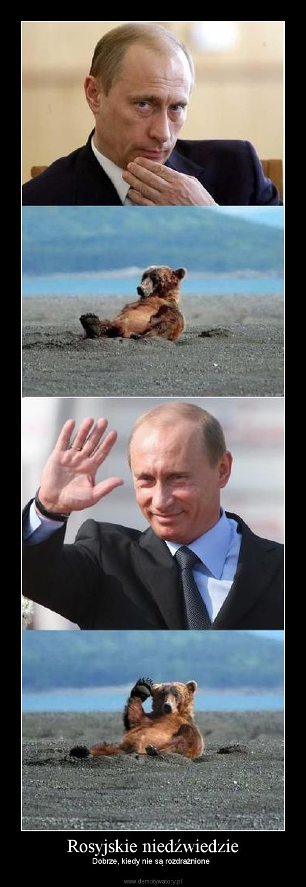 Rosyjskie niedźwiedzie – Dobrze, kiedy nie są rozdrażnione   
