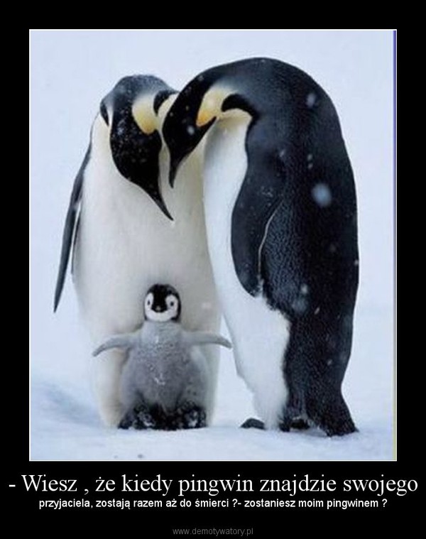 - Wiesz , że kiedy pingwin znajdzie swojego – przyjaciela, zostają razem aż do śmierci ?- zostaniesz moim pingwinem ? 