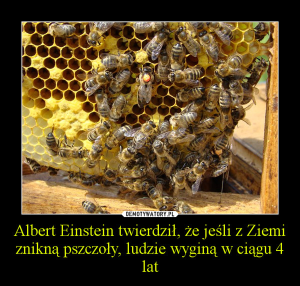 Albert Einstein twierdził, że jeśli z Ziemi znikną pszczoły, ludzie wyginą w ciągu 4 lat –  