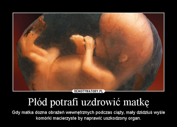 Płód potrafi uzdrowić matkę – Gdy matka dozna obrażeń wewnętrznych podczas ciąży, mały dzidziuś wyśle komórki macierzyste by naprawić uszkodzony organ. 