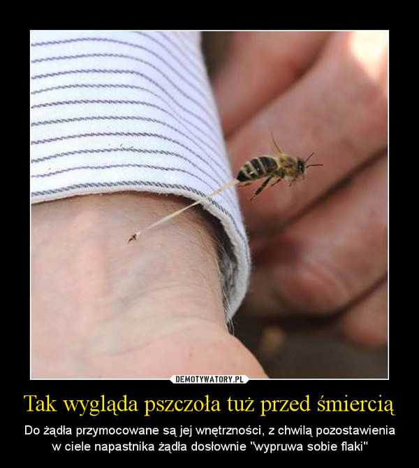 Tak wygląda pszczoła tuż przed śmiercią – Do żądła przymocowane są jej wnętrzności, z chwilą pozostawienia w ciele napastnika żądła dosłownie "wypruwa sobie flaki" 