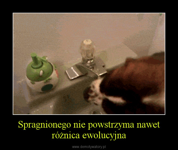 Spragnionego nie powstrzyma nawet różnica ewolucyjna –  