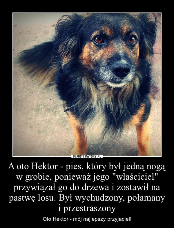 A oto Hektor - pies, który był jedną nogą w grobie, ponieważ jego "właściciel" przywiązał go do drzewa i zostawił na pastwę losu. Był wychudzony, połamany i przestraszony – Oto Hektor - mój najlepszy przyjaciel! 