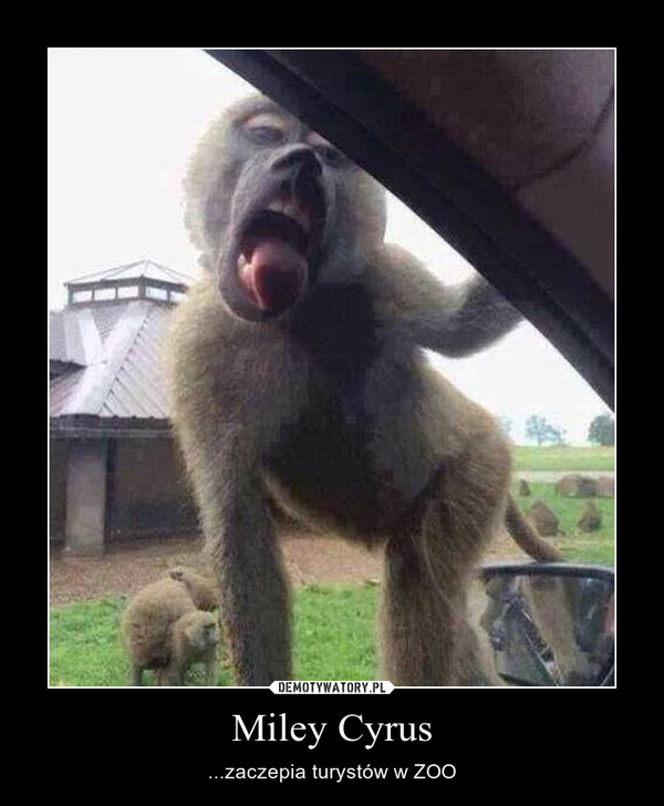 Miley Cyrus – ...zaczepia turystów w ZOO 