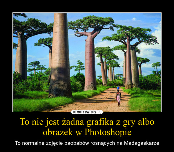 To nie jest żadna grafika z gry albo obrazek w Photoshopie – To normalne zdjęcie baobabów rosnących na Madagaskarze 