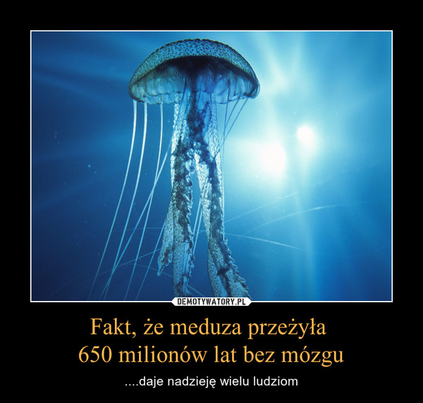 Fakt, że meduza przeżyła 650 milionów lat bez mózgu – ....daje nadzieję wielu ludziom 