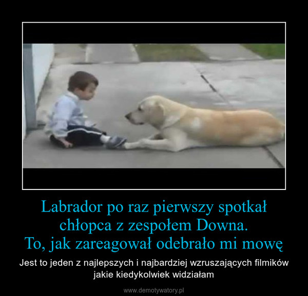 Labrador po raz pierwszy spotkał chłopca z zespołem Downa.To, jak zareagował odebrało mi mowę – Jest to jeden z najlepszych i najbardziej wzruszających filmików jakie kiedykolwiek widziałam 