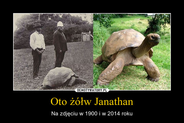 Oto żółw Janathan – Na zdjęciu w 1900 i w 2014 roku 