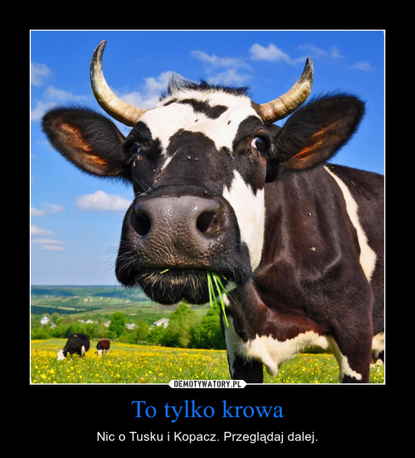 To tylko krowa – Nic o Tusku i Kopacz. Przeglądaj dalej. 