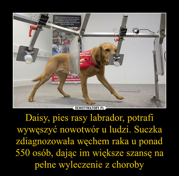 Daisy, pies rasy labrador, potrafi wywęszyć nowotwór u ludzi. Suczka zdiagnozowała węchem raka u ponad 550 osób, dając im większe szansę na pełne wyleczenie z choroby –  