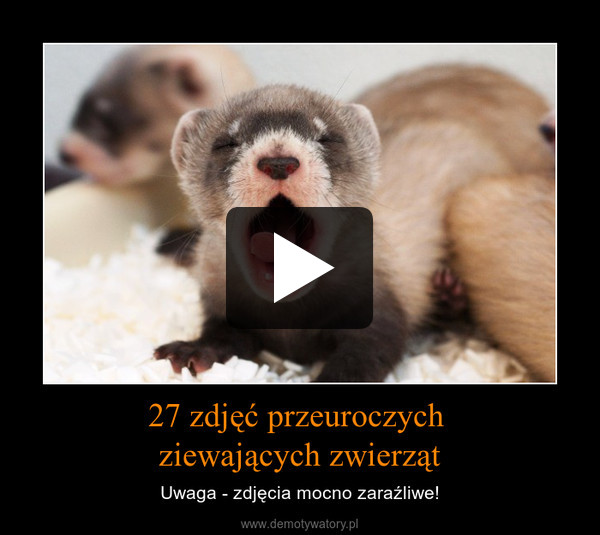 27 zdjęć przeuroczych ziewających zwierząt – Uwaga - zdjęcia mocno zaraźliwe! 