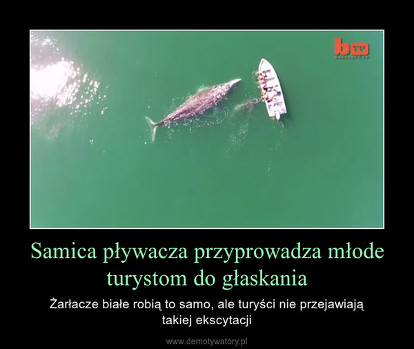 Samica pływacza przyprowadza młode turystom do głaskania – Żarłacze białe robią to samo, ale turyści nie przejawiajątakiej ekscytacji 