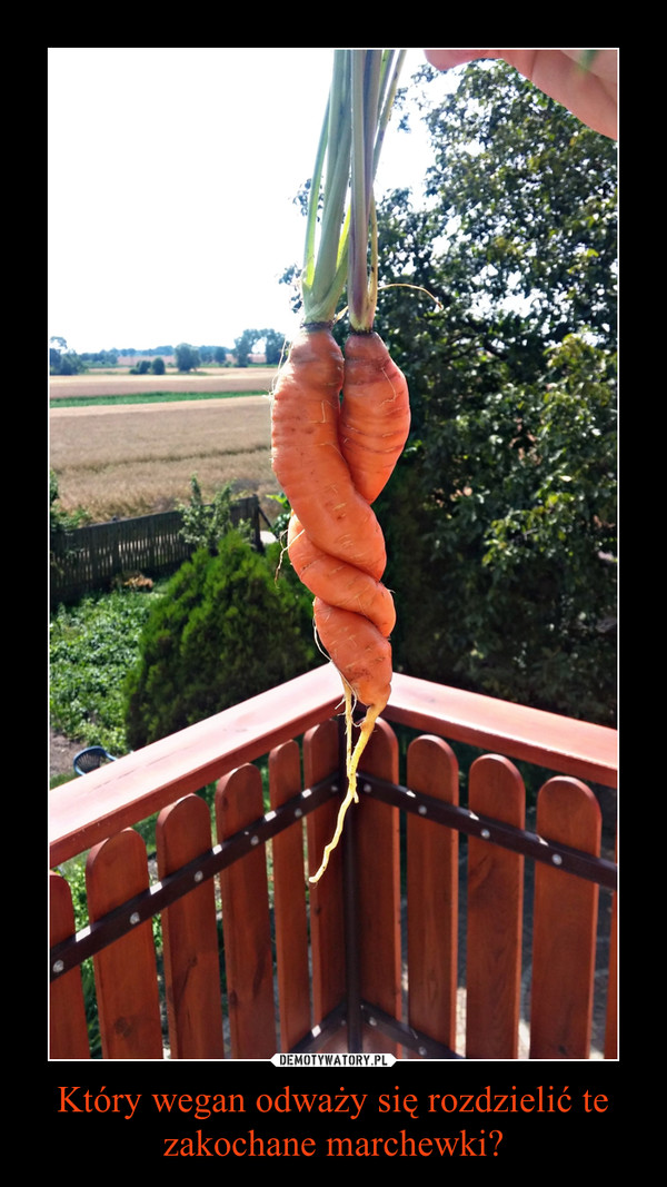 Który wegan odważy się rozdzielić te zakochane marchewki?
