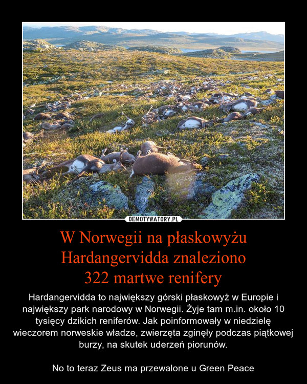 W Norwegii na płaskowyżu Hardangervidda znaleziono322 martwe renifery – Hardangervidda to największy górski płaskowyż w Europie i największy park narodowy w Norwegii. Żyje tam m.in. około 10 tysięcy dzikich reniferów. Jak poinformowały w niedzielę wieczorem norweskie władze, zwierzęta zginęły podczas piątkowej burzy, na skutek uderzeń piorunów.No to teraz Zeus ma przewalone u Green Peace 