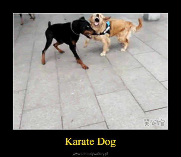 Karate Dog –  