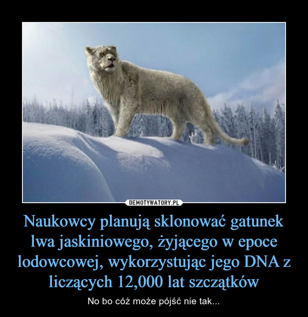 Naukowcy planują sklonować gatunek lwa jaskiniowego, żyjącego w epoce lodowcowej, wykorzystując jego DNA z liczących 12,000 lat szczątków – No bo cóż może pójść nie tak... 