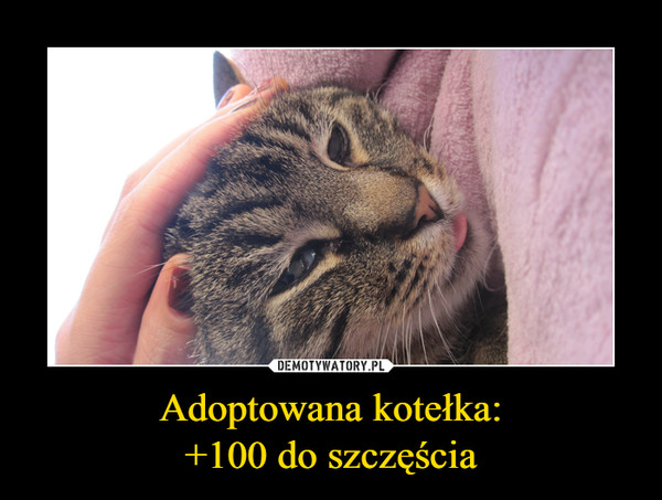 Adoptowana kotełka:+100 do szczęścia –  