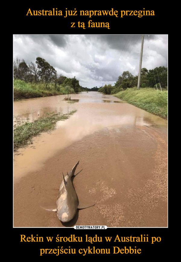 Rekin w środku lądu w Australii po przejściu cyklonu Debbie –  