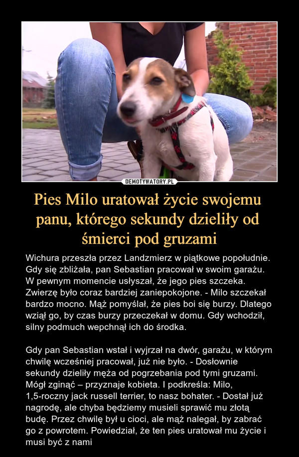 Pies Milo uratował życie swojemu 
panu, którego sekundy dzieliły od 
śmierci pod gruzami