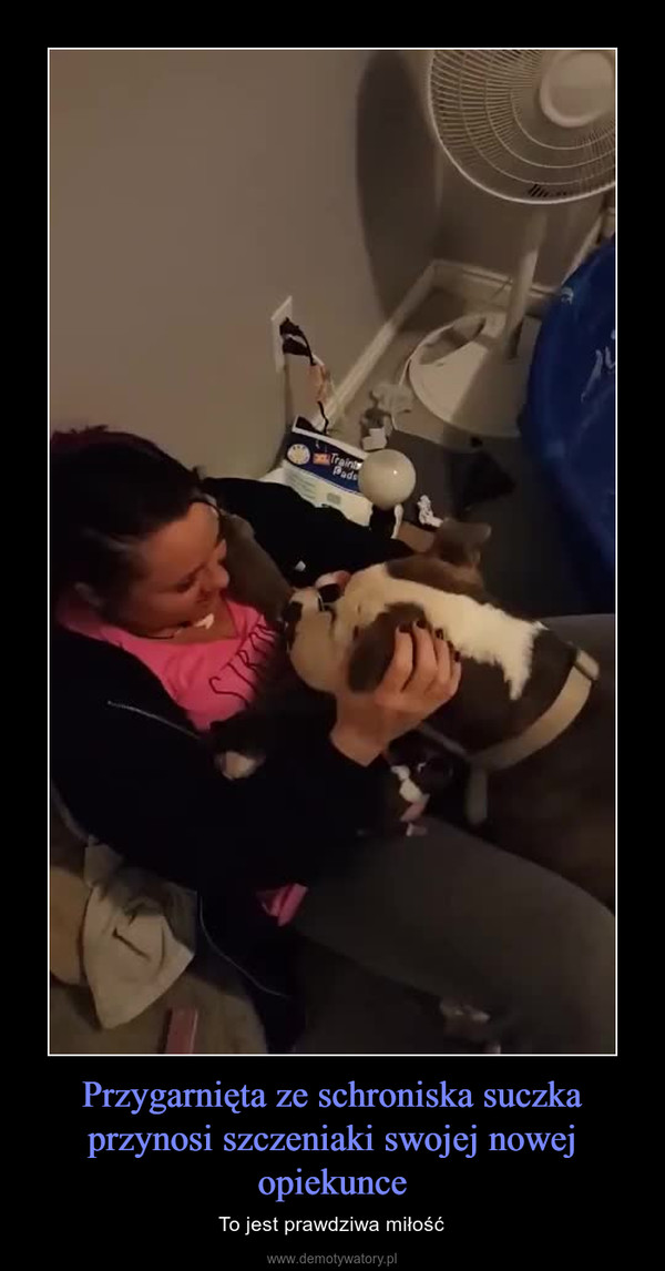 Przygarnięta ze schroniska suczka przynosi szczeniaki swojej nowej opiekunce – To jest prawdziwa miłość 