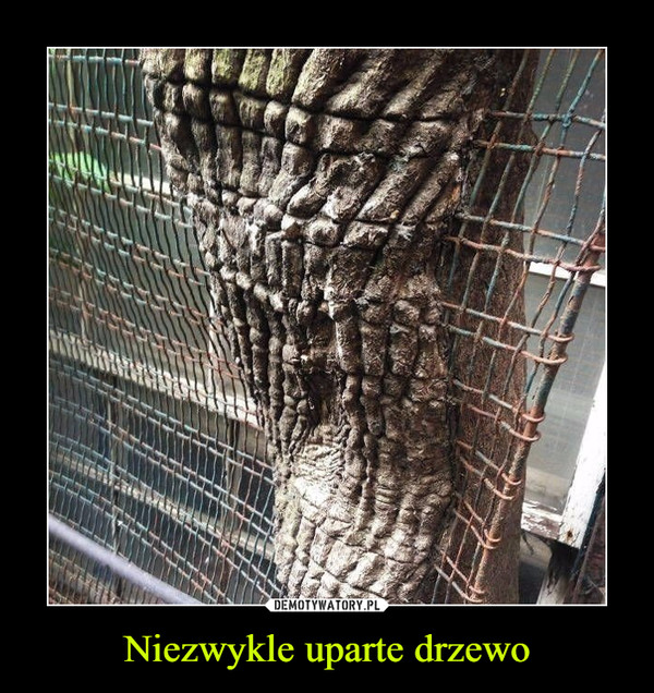 Niezwykle uparte drzewo –  