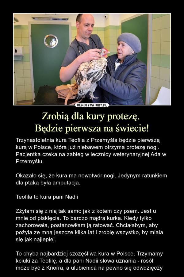 Zrobią dla kury protezę. Będzie pierwsza na świecie! – Trzynastoletnia kura Teofila z Przemyśla będzie pierwszą kurą w Polsce, która już niebawem otrzyma protezę nogi. Pacjentka czeka na zabieg w lecznicy weterynaryjnej Ada w Przemyślu. Okazało się, że kura ma nowotwór nogi. Jedynym ratunkiem dla ptaka była amputacja.Teofila to kura pani NadiiZżyłam się z nią tak samo jak z kotem czy psem. Jest u mnie od pisklęcia. To bardzo mądra kurka. Kiedy tylko zachorowała, postanowiłam ją ratować. Chciałabym, aby pożyła ze mną jeszcze kilka lat i zrobię wszystko, by miała się jak najlepiej. To chyba najbardziej szczęśliwa kura w Polsce. Trzymamy kciuki za Teofilę, a dla pani Nadii słowa uznania - rosół może być z Knorra, a ulubienica na pewno się odwdzięczy 