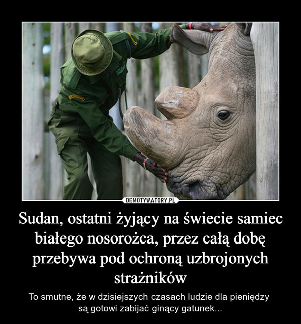 Sudan, ostatni żyjący na świecie samiec białego nosorożca, przez całą dobę przebywa pod ochroną uzbrojonych strażników