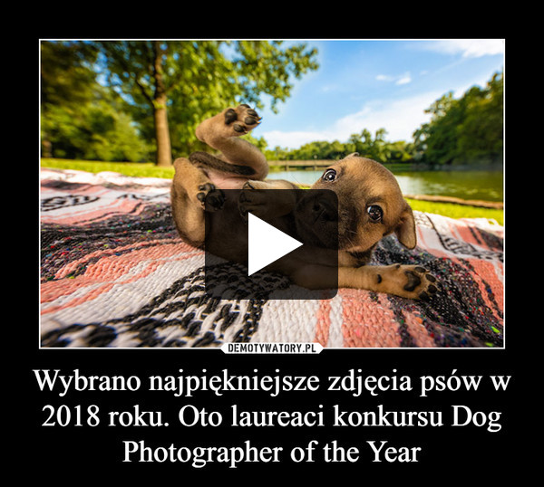 Wybrano najpiękniejsze zdjęcia psów w 2018 roku. Oto laureaci konkursu Dog Photographer of the Year –  