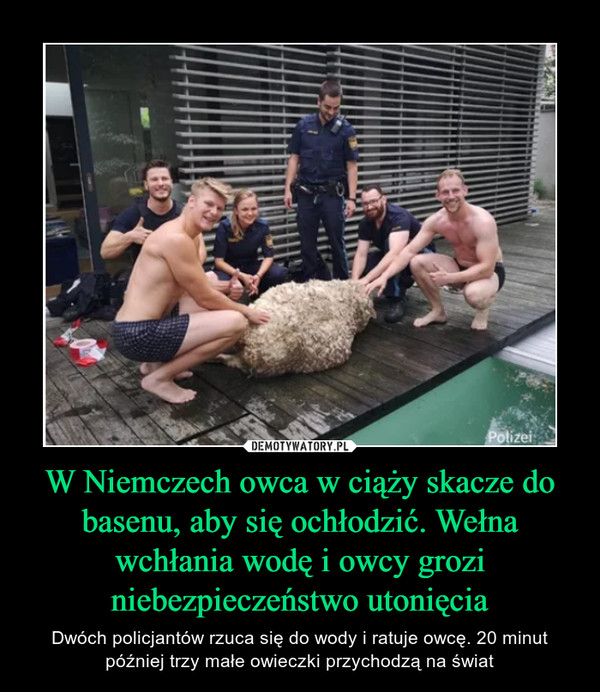W Niemczech owca w ciąży skacze do basenu, aby się ochłodzić. Wełna wchłania wodę i owcy grozi niebezpieczeństwo utonięcia