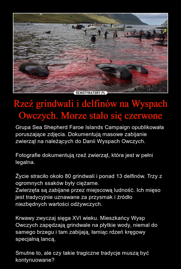 Rzeź grindwali i delfinów na Wyspach Owczych. Morze stało się czerwone – Grupa Sea Shepherd Faroe Islands Campaign opublikowała poruszające zdjęcia. Dokumentują masowe zabijanie zwierząt na należących do Danii Wyspach Owczych.Fotografie dokumentują rzeź zwierząt, która jest w pełni legalna.Życie straciło około 80 grindwali i ponad 13 delfinów. Trzy z ogromnych ssaków były ciężarne.Zwierzęta są zabijane przez miejscową ludność. Ich mięso jest tradycyjnie uznawane za przysmak i źródło niezbędnych wartości odżywczych.Krwawy zwyczaj sięga XVI wieku. Mieszkańcy Wysp Owczych zapędzają grindwale na płytkie wody, niemal do samego brzegu i tam zabijają, łamiąc rdzeń kręgowy specjalną lancą.Smutne to, ale czy takie tragiczne tradycje muszą być kontynuowane? 