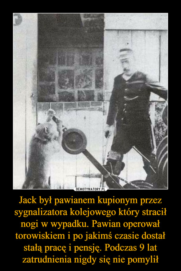Jack był pawianem kupionym przez sygnalizatora kolejowego który stracił nogi w wypadku. Pawian operował torowiskiem i po jakimś czasie dostał stałą pracę i pensję. Podczas 9 lat zatrudnienia nigdy się nie pomylił –  