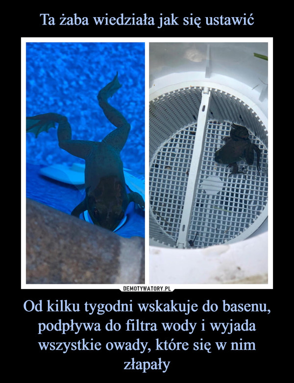 Od kilku tygodni wskakuje do basenu, podpływa do filtra wody i wyjada wszystkie owady, które się w nim złapały –  
