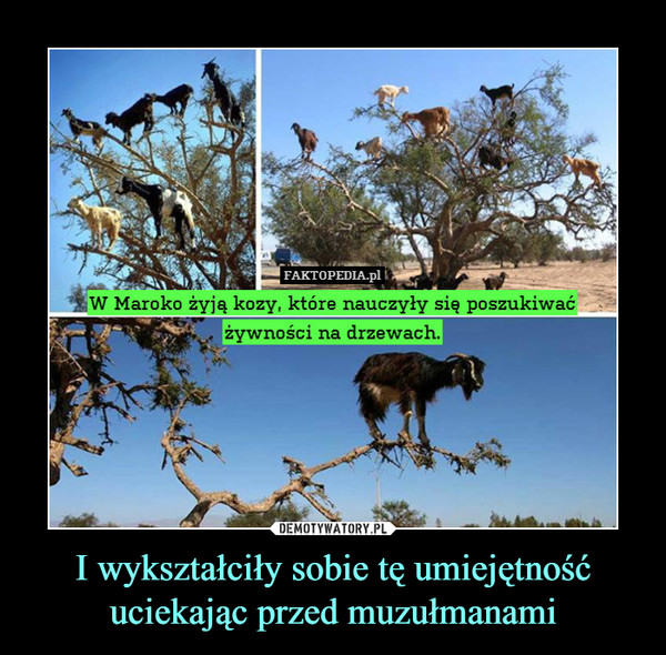 I wykształciły sobie tę umiejętność uciekając przed muzułmanami –  W Maroko żyją kozy, które nauczyły się poszukiwać żywności na drzewach.