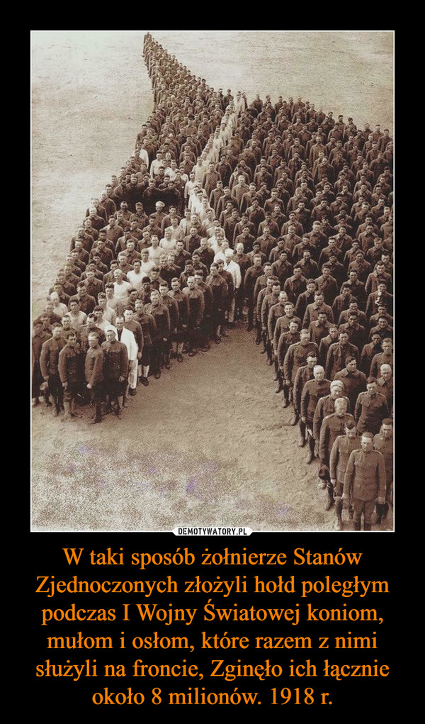 W taki sposób żołnierze Stanów Zjednoczonych złożyli hołd poległym podczas I Wojny Światowej koniom, mułom i osłom, które razem z nimi służyli na froncie, Zginęło ich łącznie około 8 milionów. 1918 r.