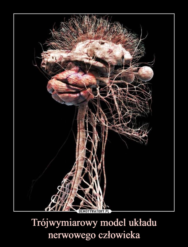 Trójwymiarowy model układu nerwowego człowieka –  