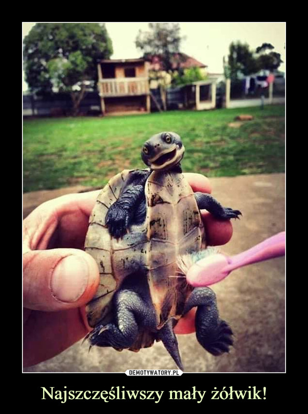 Najszczęśliwszy mały żółwik!