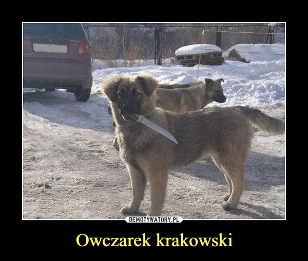 Owczarek krakowski