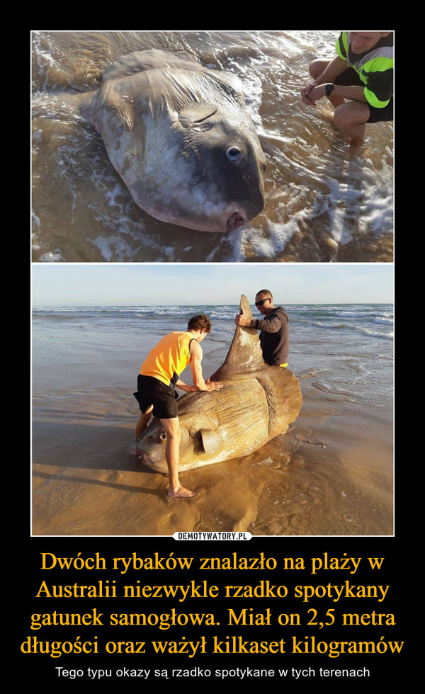 Dwóch rybaków znalazło na plaży w Australii niezwykle rzadko spotykany gatunek samogłowa. Miał on 2,5 metra długości oraz ważył kilkaset kilogramów
