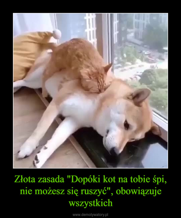 Złota zasada "Dopóki kot na tobie śpi, nie możesz się ruszyć", obowiązuje wszystkich –  