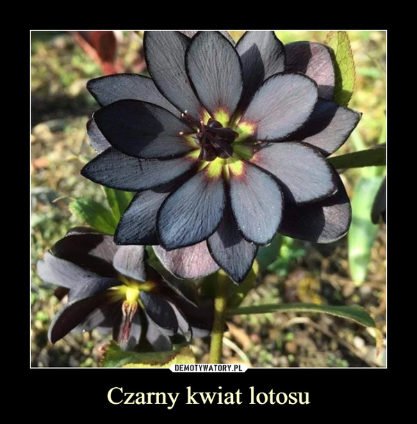 Czarny kwiat lotosu –  