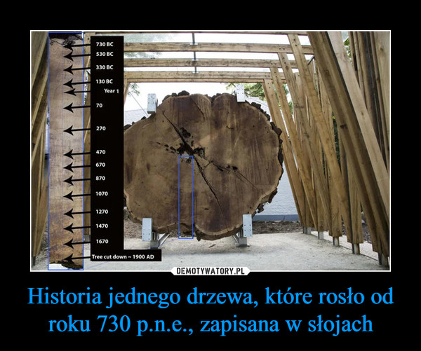 Historia jednego drzewa, które rosło od roku 730 p.n.e., zapisana w słojach –  