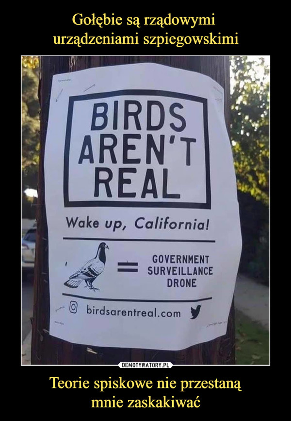 Teorie spiskowe nie przestanąmnie zaskakiwać –  Birds aren't real Wake up Califotnia Government surveillance drone