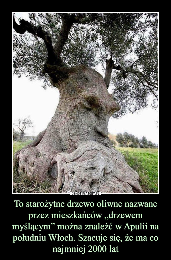 To starożytne drzewo oliwne nazwane przez mieszkańców „drzewem myślącym” można znaleźć w Apulii na południu Włoch. Szacuje się, że ma co najmniej 2000 lat –  