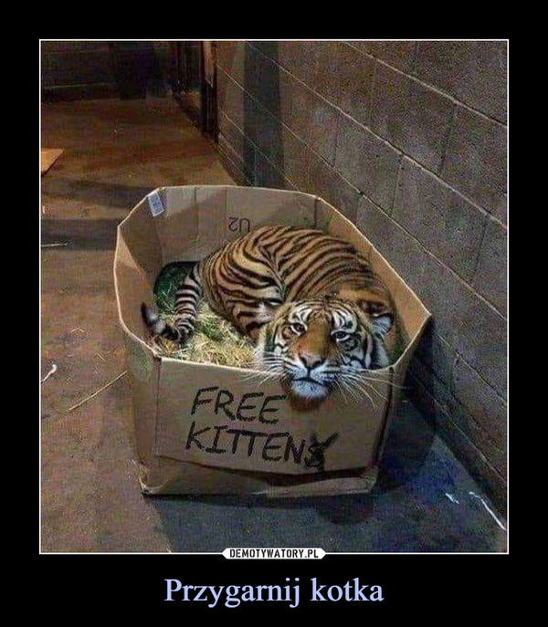 Przygarnij kotka –  FREE KITTEN