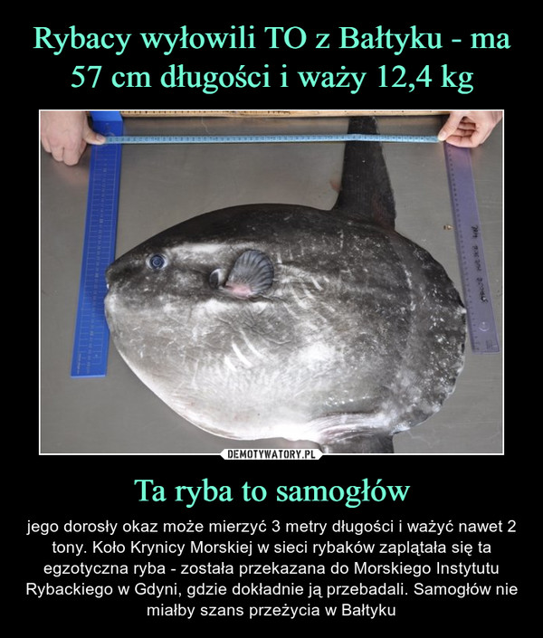 Rybacy wyłowili TO z Bałtyku - ma 57 cm długości i waży 12,4 kg Ta ryba to samogłów