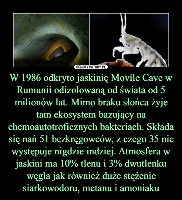 W 1986 odkryto jaskinię Movile Cave w Rumunii odizolowaną od świata od 5 milionów lat. Mimo braku słońca żyje tam ekosystem bazujący na chemoautotroficznych bakteriach. Składa się nań 51 bezkręgowców, z czego 35 nie występuje nigdzie indziej. Atmosfera w jaskini ma 10% tlenu i 3% dwutlenku węgla jak również duże stężenie siarkowodoru, metanu i amoniaku –  