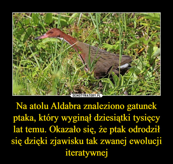 Na atolu Aldabra znaleziono gatunek ptaka, który wyginął dziesiątki tysięcy lat temu. Okazało się, że ptak odrodził się dzięki zjawisku tak zwanej ewolucji iteratywnej –  