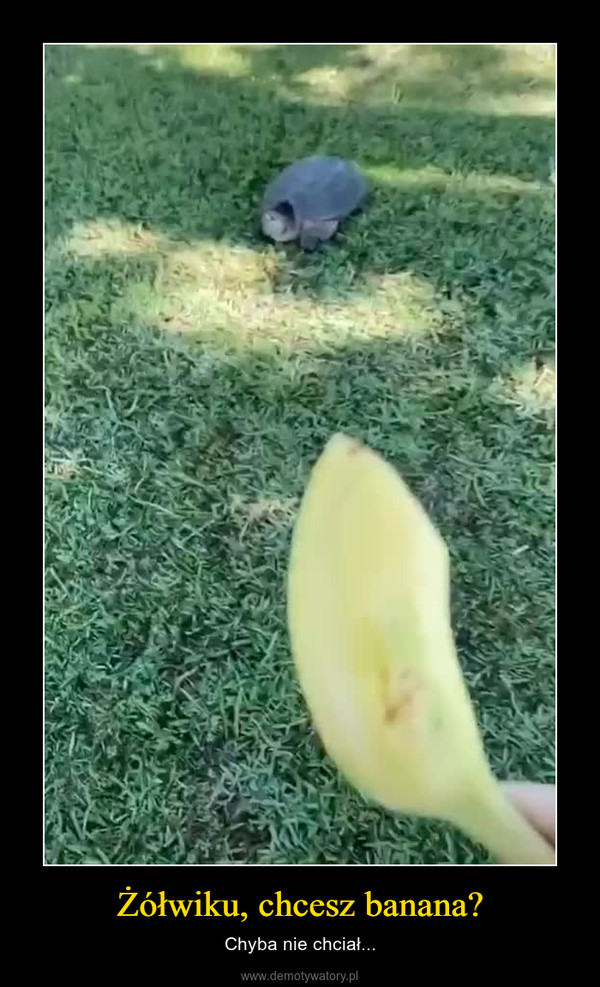 Żółwiku, chcesz banana? – Chyba nie chciał... 