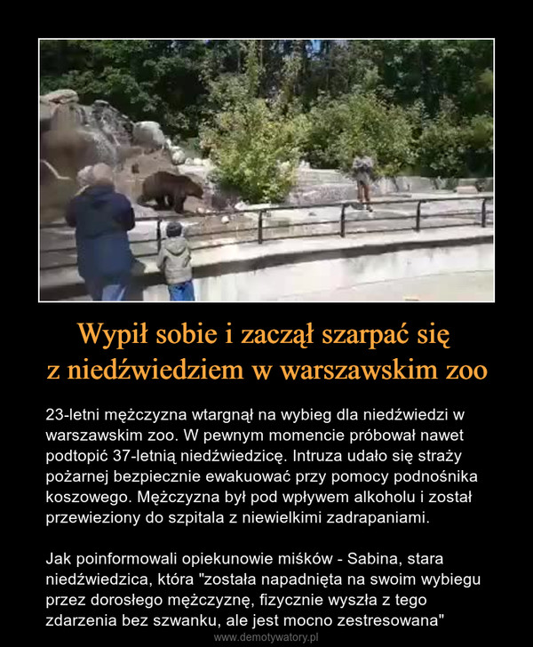 Wypił sobie i zaczął szarpać się z niedźwiedziem w warszawskim zoo – 23-letni mężczyzna wtargnął na wybieg dla niedźwiedzi w warszawskim zoo. W pewnym momencie próbował nawet podtopić 37-letnią niedźwiedzicę. Intruza udało się straży pożarnej bezpiecznie ewakuować przy pomocy podnośnika koszowego. Mężczyzna był pod wpływem alkoholu i został przewieziony do szpitala z niewielkimi zadrapaniami. Jak poinformowali opiekunowie miśków - Sabina, stara niedźwiedzica, która "została napadnięta na swoim wybiegu przez dorosłego mężczyznę, fizycznie wyszła z tego zdarzenia bez szwanku, ale jest mocno zestresowana" 