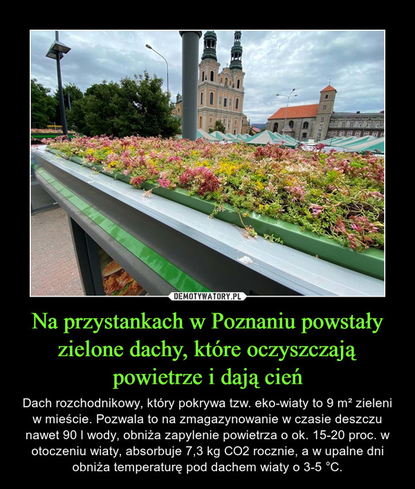 Na przystankach w Poznaniu powstały zielone dachy, które oczyszczają powietrze i dają cień
